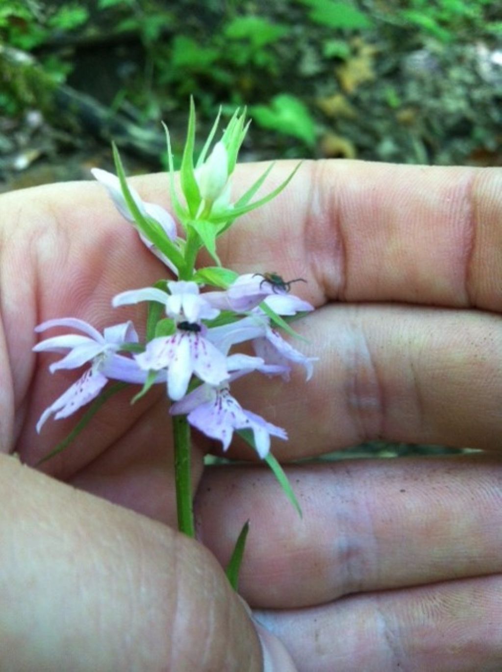 Dactylorhiza maculata